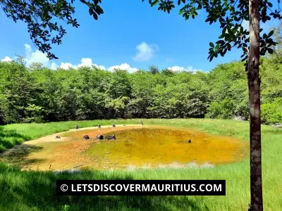 A pond at Ile D'Ambre Mauritius image