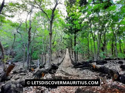 Nature trail at Ile D'Ambre Mauritius image