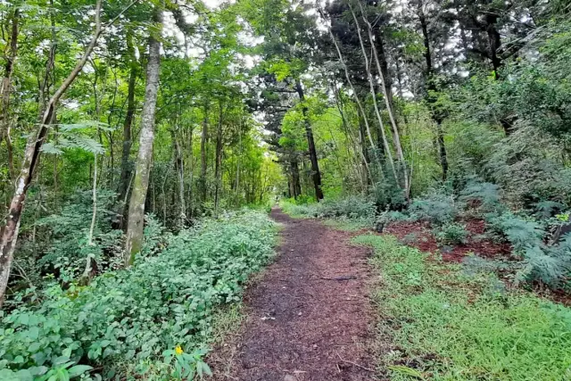 Daruty Forest Trail Mauritius