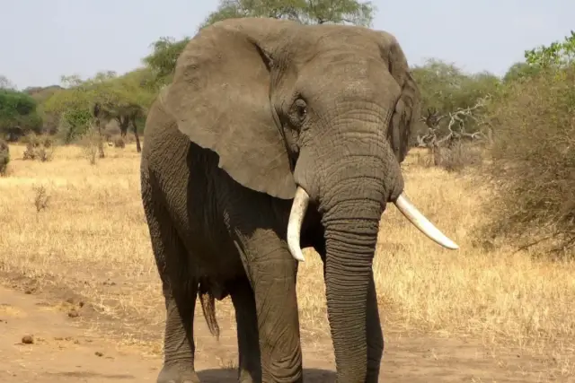 The First Elephant In Mauritius
