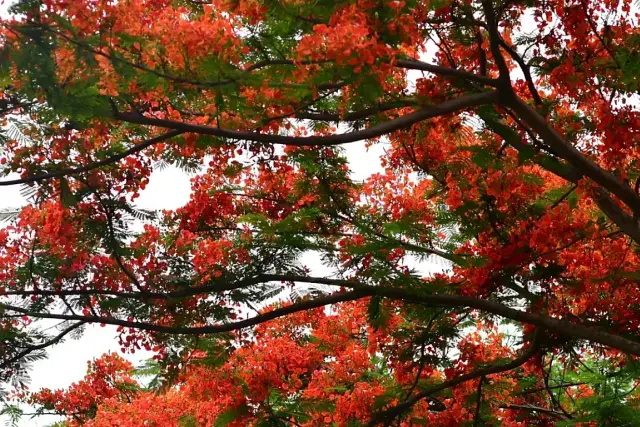 Flamboyant trees in Mauritius