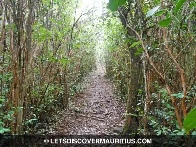 Parakeet Trail Mauritius image