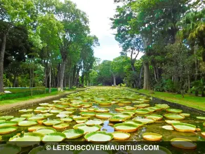 SSR Botanical Garden (Pamplemousses) Mauritius image