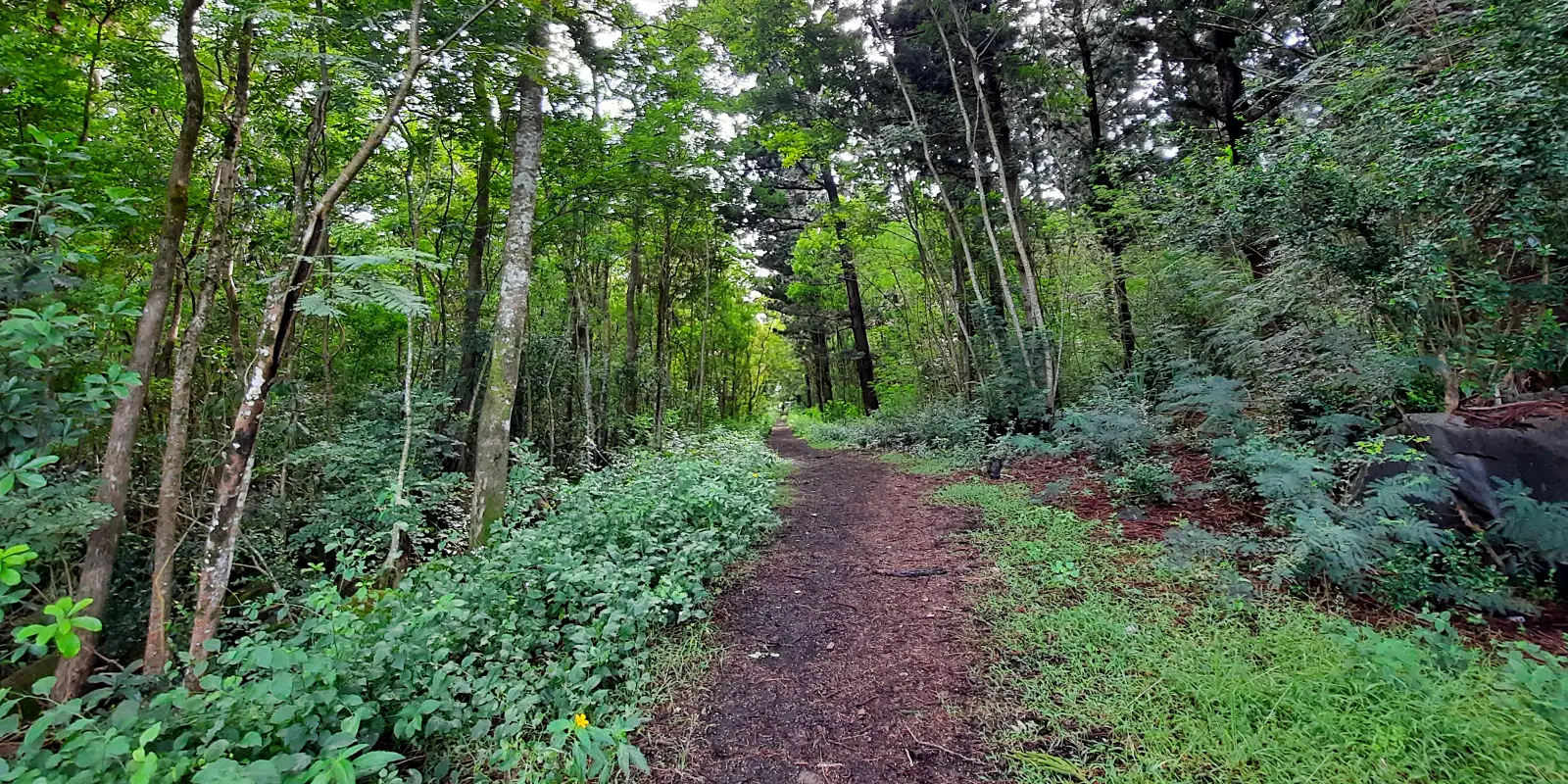 Explore The Daruty Forest Trail In Mauritius