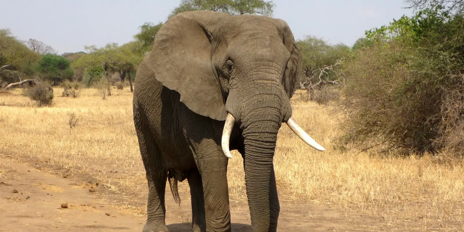 Elephants in Mauritius