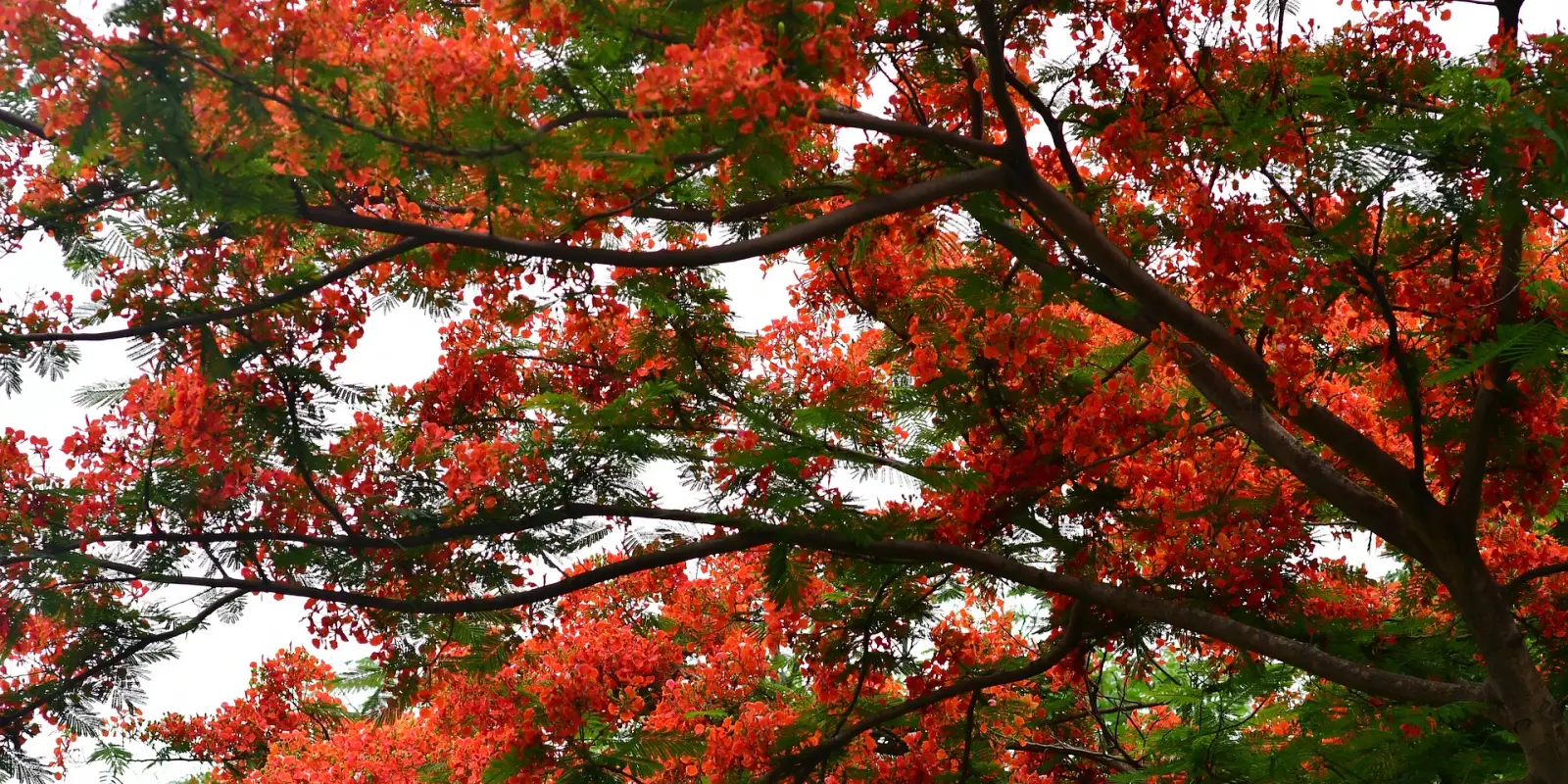 Flamboyant trees in Mauritius