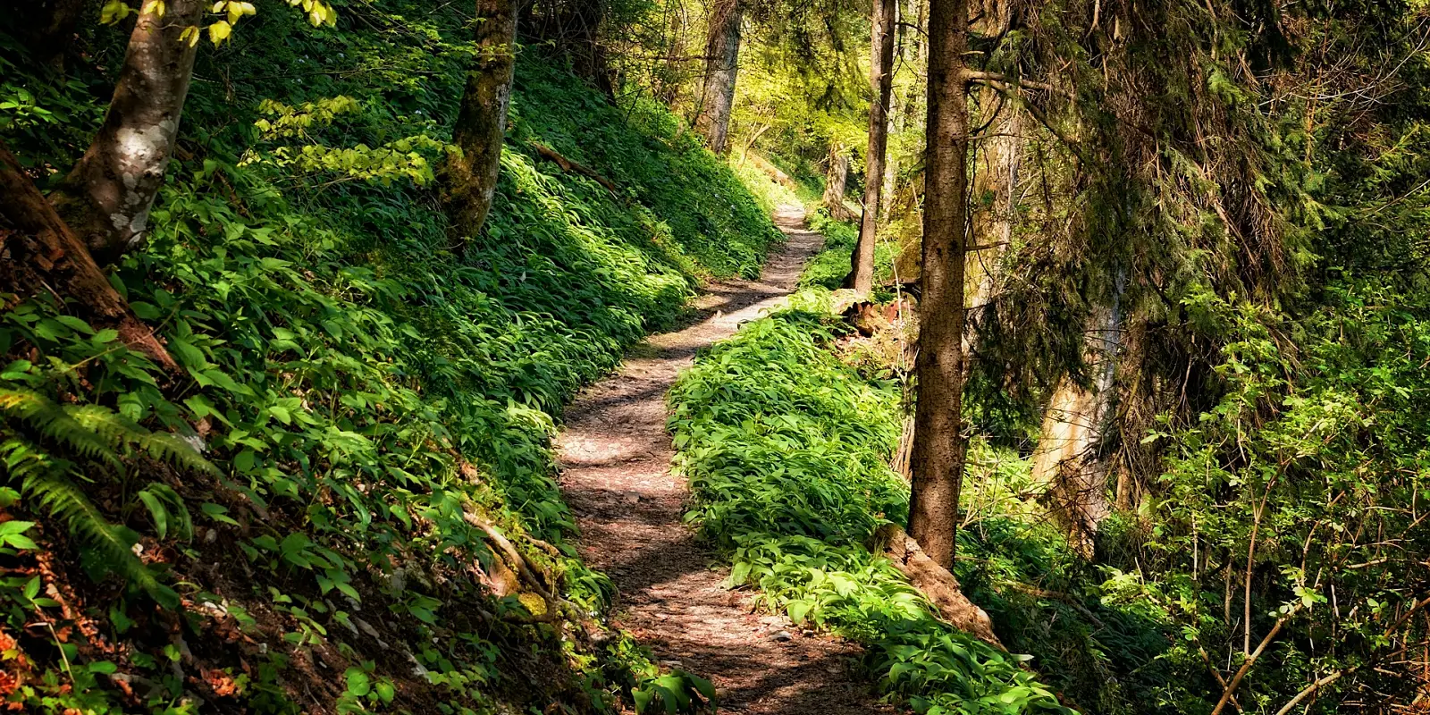 Nature trails in Black River Gorges National Park
