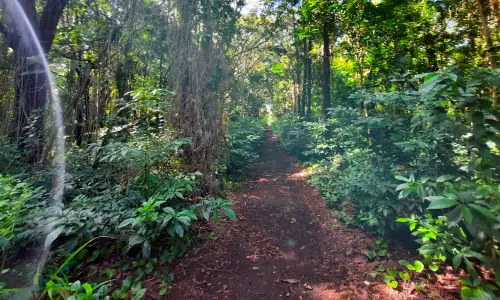 Daruty Forest Trail