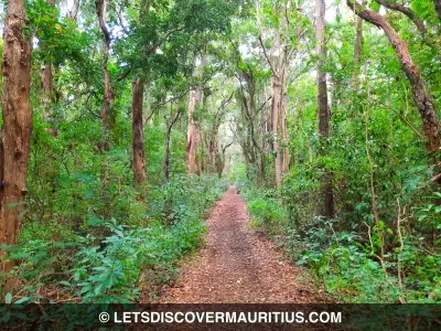 Daruty (Belle Vue Forest) Trail