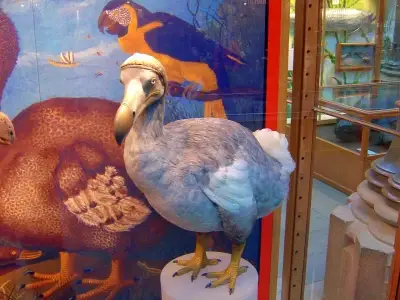 The Dodo bird