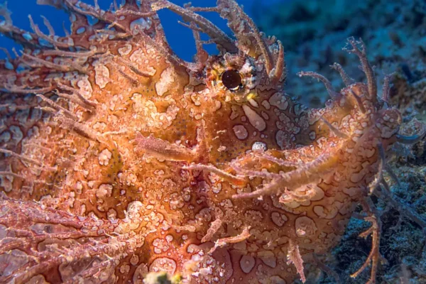 Fadil Tally capturing marine life through his lens